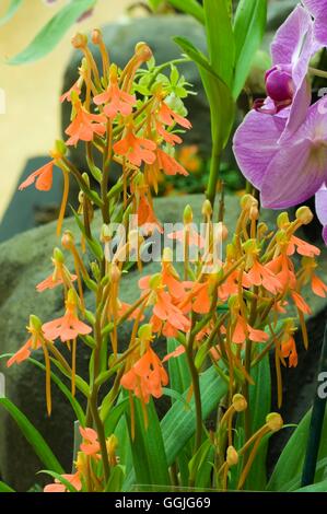 Habenaria Rhodocheila MIW252337 Stockfoto