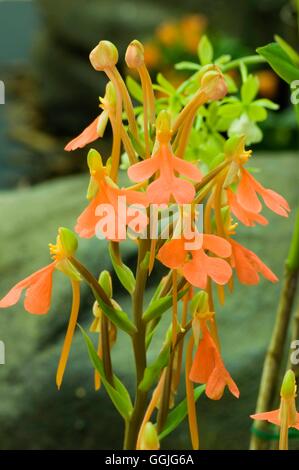 Habenaria Rhodocheila MIW252338 Stockfoto