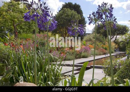 Helen Dillon Garten Dublin - mit Agapanthus im Vordergrund-bitte credit: Fotos Hort/Helen Dillon Irland MIW Stockfoto