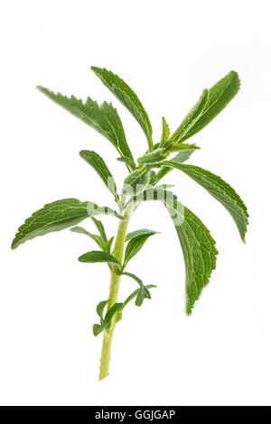 Bohnenkraut Satureja hortensis Stockfoto