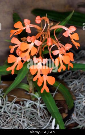 Habenaria Rhodocheila MIW252456 Stockfoto