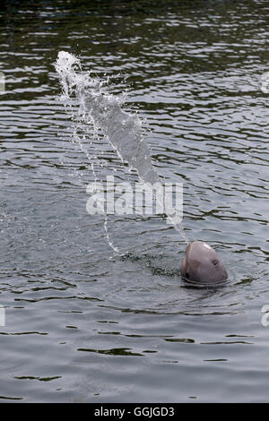 Delphine ist Besprühen mit Wasser im Meer für die tierischen Design-Hintergrund. Stockfoto