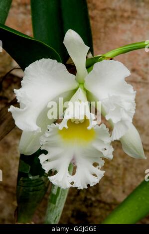 Brassolaeliocattleya "Elizabeth Hearn" MIW252556 Stockfoto