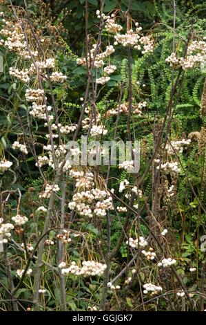 Sorbus Koehneana MIW252617 Stockfoto