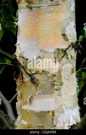 Rinde von Betula Szechuanica-- Sichuan Birke MIW252820 Stockfoto