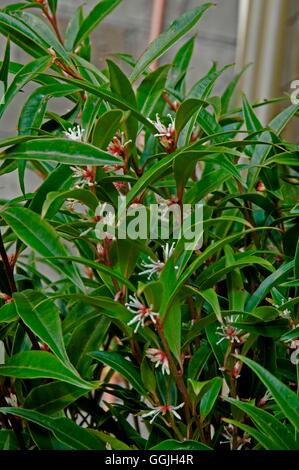 Sarcococca Hookeriana var. Digyna-"Lila Stamm" MIW252936 Stockfoto