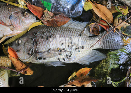 Fische gestorben, weil Abwasser aus der Fabrik. Stockfoto