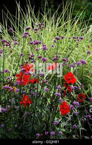 Pflanze Association-Dahlie 'Bishop of Llandaff' Verbena Bonariensis - und Miscanthus MIW253001 obligatorische Credi Stockfoto