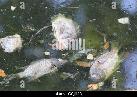 Fische gestorben, weil Abwasser aus der Fabrik. Stockfoto