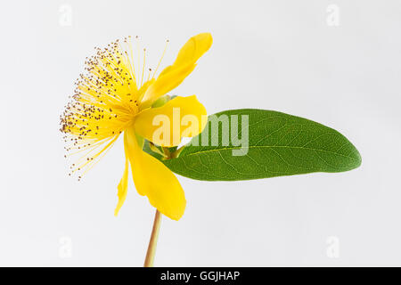 Isolierte Blüte einer Blume hypericum Stockfoto