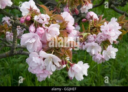 Prunus "Takasago" MIW253145 Stockfoto