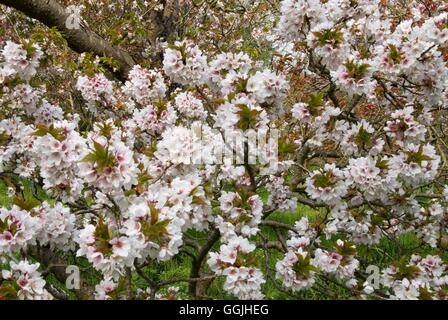 Prunus "Ariake" MIW253146 Stockfoto