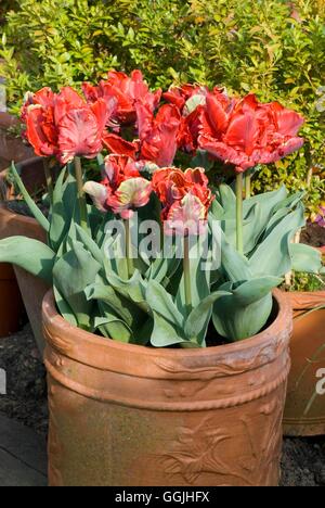 Container - Birnen - - Tulipa "Rokoko" MIW253176 Stockfoto