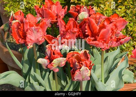 Tulipa 'Rokoko' MIW253177 Stockfoto