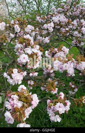 Prunus "Takasago" MIW253191 Stockfoto