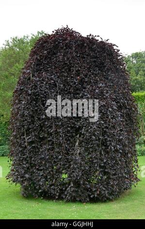 Fagus Sylvatica 'Purpurea Pendula' MIW253212 Stockfoto