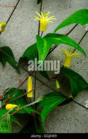 Passiflora Citrina MIW253251 Stockfoto