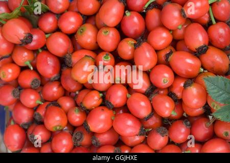 Hüfte - von Rosa Canina-für Hagebutte Syrrup - Hundsrose MIW253426 /Photoshot Stockfoto