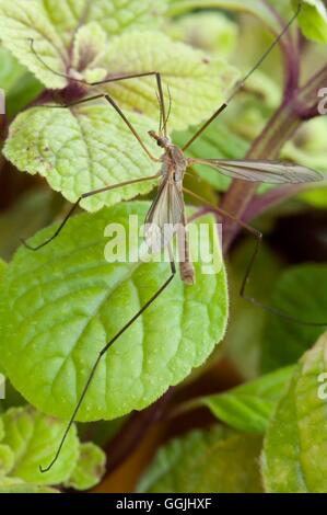 Kran-Fly-- (Tipula Paludosa) - - Papa lange Beine MIW253427 Stockfoto