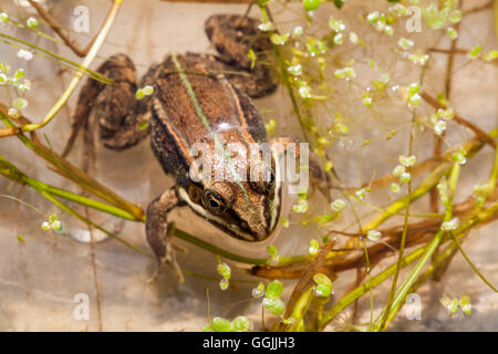 Pool-Frosch (außer Lessonae). Stockfoto