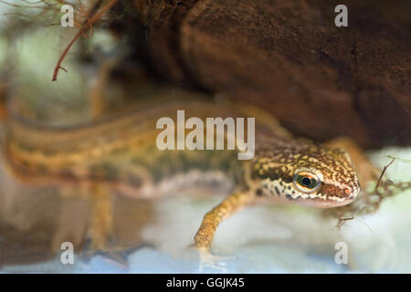 Handförmig Newt Lissotriton (Triturus) Helveticus. Den Kopf Markierungen eines männlichen Erwachsenen Zucht. Stockfoto