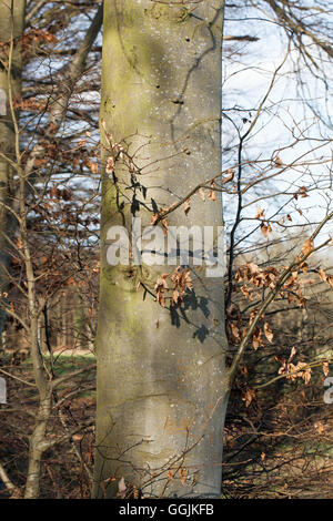 Gemeinsamen Buche (Fagus Sylvatica). Stehender Baum, glatten grauen Stamm. Tote Blätter noch an Zweige zu senken. Stockfoto