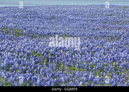 Bereich der Lupinus Texensis, Texas Lupine oder Texas Bluebonnet, am Ufer des Lake Buchanan in Zentral-Texas Stockfoto