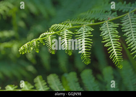 Adlerfarn (Pteridium Aquilinium). Seite Filiale Wedel für Licht inmitten der Wälder zu erreichen. Frühling. Nofolk. Stockfoto