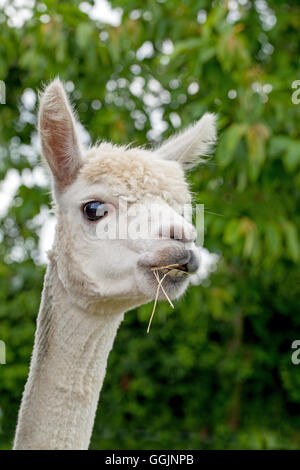 Alpaka (Viicugna Pacos). Porträt eines vor kurzem geschoren Tieres. VEREINIGTES KÖNIGREICH. Stockfoto