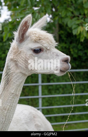 Alpaka (Viicugna Pacos). Porträt eines vor kurzem geschoren Tieres. VEREINIGTES KÖNIGREICH. Stockfoto