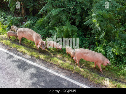 Pannage tritt im Spätsommer und Herbst, wenn Schweine frei über den neuen Wald sind Eicheln, die für andere Tiere giftig sind zu essen. Stockfoto