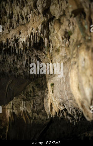 Riesige Stalagmiten und Stalaktiten in einer Tropfsteinhöhle cave, Karlshoehle und Baerenhoehle, Sonnenbühl, schwäbische Alp, Baden Wuerttember Stockfoto