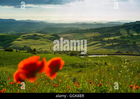 Landschaft mit roten Mohnblumen, in der Nähe von Pienza, Val d ' Orcia, Provinz Siena, Toskana, Italien, UNESCO-Welterbe Stockfoto