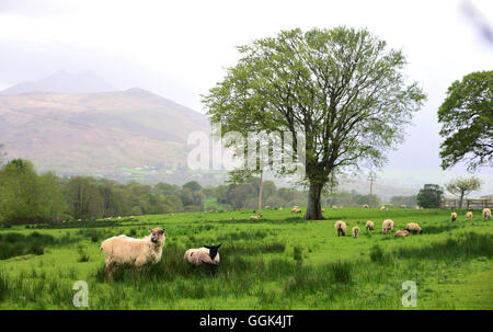 Schafe im Killarney National Park in der Nähe von Killarney, Irland Stockfoto