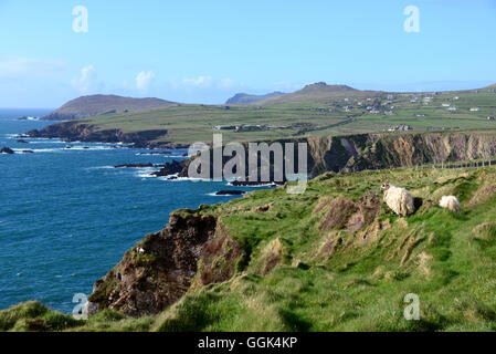 RAM in der Nähe von Dunquin an der Westküste der Halbinsel Dingle, Kerry, Irland Stockfoto