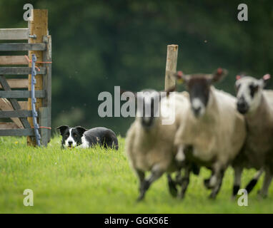 Ein Schäferhund beteiligt sich 2016 englischen nationalen Sheepdog Trials in der Nähe von Castle Howard in Yorkshire. Stockfoto