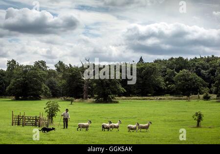 Ein Konkurrent beteiligt sich 2016 englischen nationalen Sheepdog Trials in der Nähe von Castle Howard in Yorkshire. Stockfoto