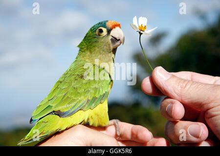 Kanarienvogel sitzt auf einer Seite mit weiße Blume in der anderen Hand in Cerro Verde National Park, in der Nähe von Santa Ana, El Salvador, Central Stockfoto