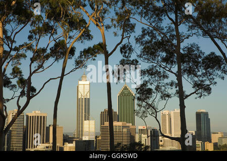 Perth Skyline gesehen durch Eukalyptus-Bäume, Perth, Western Australia, Australien Stockfoto