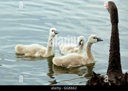 Drei schwarze Schwan Küken schwimmen gegenüber ihrer Mutter auf einem Teich, Giflitz, Hessen, Deutschland, Europa Stockfoto