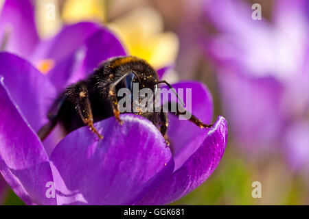 Eine große Hummel bedeckt in Pollen Crawlling über den Rand einer hellen lila Krokus Blume auf einer Wiese der Kellerwald-Edersee Stockfoto