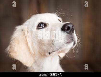 Golden Retriever Welpe in einer Studioumgebung Stockfoto