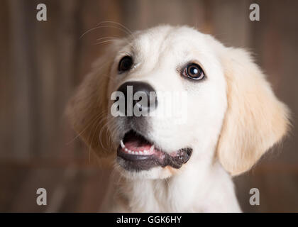 Golden Retriever Welpe in einer Studioumgebung suchen glücklich Stockfoto