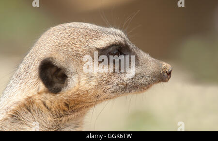 Foto Portrait of eine Warnung Erdmännchen Stockfoto