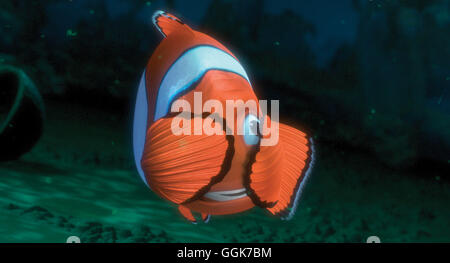 FINDET NEMO / Finding Nemo USA 2003 / Andrew Stanton, Lee Unkrich Marlin Regie: Andrew Stanton, Lee Unkrich aka. Findet Nemo Stockfoto