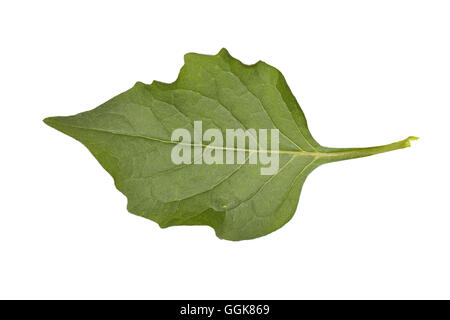 Schwarzen Nachtschatten - Solanum nigrum Stockfoto