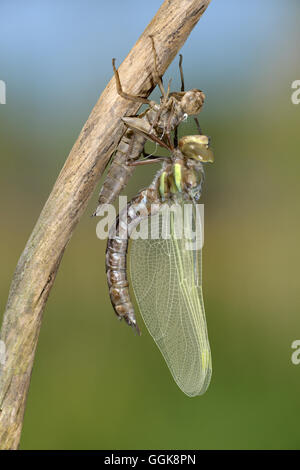 Braune Hawker - Aeshna grandis Stockfoto