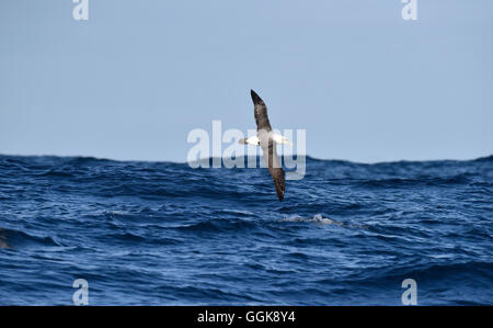 Salvin die Albatros - Thalassarche salvini Stockfoto