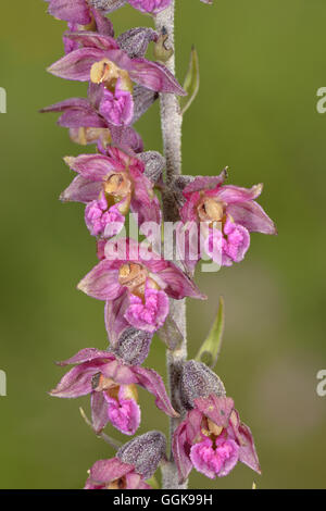 Dunkle rote Helleborine - Epipactis atrorubens Stockfoto