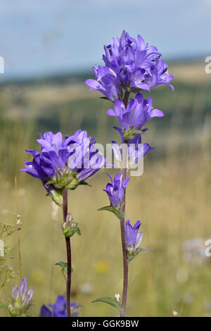 Gruppierte Glockenblume - Campanula glomerata Stockfoto